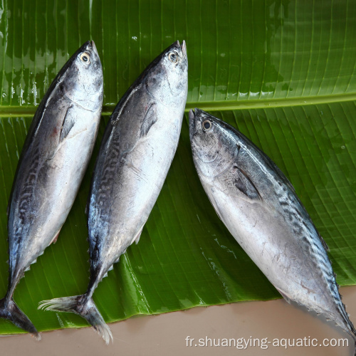 Prix ​​bon marché gelé bonito thuna skipjack